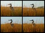 (11) heron montage.jpg    (1000x720)    360 KB                              click to see enlarged picture